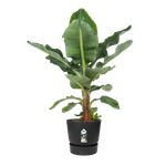 greenville rund 55cm living schwarz
